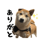 柴犬のとさまる(日常)（個別スタンプ：5）