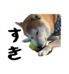 柴犬のとさまる(日常)（個別スタンプ：8）