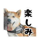 柴犬のとさまる(日常)（個別スタンプ：10）