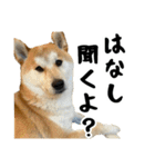 柴犬のとさまる(日常)（個別スタンプ：11）