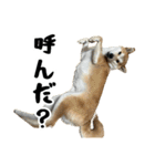 柴犬のとさまる(日常)（個別スタンプ：13）