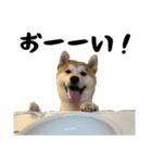 柴犬のとさまる(日常)（個別スタンプ：16）