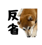 柴犬のとさまる(日常)（個別スタンプ：20）