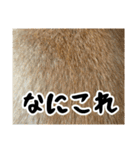 柴犬のとさまる(日常)（個別スタンプ：25）