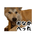 柴犬のとさまる(日常)（個別スタンプ：28）