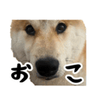 柴犬のとさまる(日常)（個別スタンプ：29）