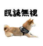 柴犬のとさまる(日常)（個別スタンプ：36）