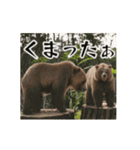 ⚫動く！！ グリズリーベア～クマの逆襲～（個別スタンプ：24）