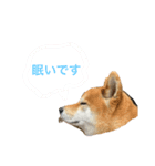 犬のポンタくん（個別スタンプ：2）
