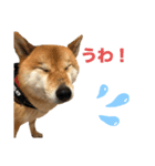 犬のポンタくん（個別スタンプ：3）