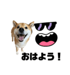犬のポンタくん（個別スタンプ：5）