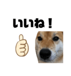 犬のポンタくん（個別スタンプ：7）