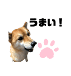 犬のポンタくん（個別スタンプ：8）