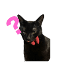 ハチワレと黒猫①（個別スタンプ：3）