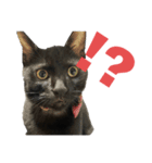 ハチワレと黒猫①（個別スタンプ：4）