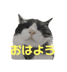 ハチワレと黒猫①（個別スタンプ：5）