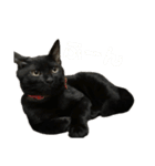 ハチワレと黒猫①（個別スタンプ：10）