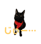 ハチワレと黒猫①（個別スタンプ：14）
