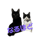 ハチワレと黒猫①（個別スタンプ：16）