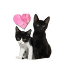 ハチワレと黒猫②（個別スタンプ：1）