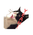 ハチワレと黒猫②（個別スタンプ：3）