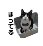 ハチワレと黒猫②（個別スタンプ：4）