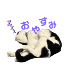ハチワレと黒猫②（個別スタンプ：5）