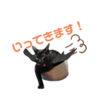 ハチワレと黒猫②（個別スタンプ：7）