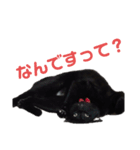 ハチワレと黒猫②（個別スタンプ：9）