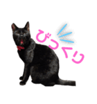 ハチワレと黒猫②（個別スタンプ：10）