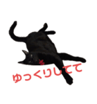 ハチワレと黒猫②（個別スタンプ：12）