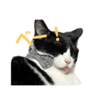 ハチワレと黒猫②（個別スタンプ：14）