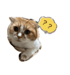 すこてぃっっっしゅ ver2（個別スタンプ：3）