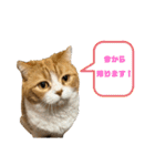 すこてぃっっっしゅ ver2（個別スタンプ：14）