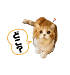 すこてぃっっっしゅ ver2（個別スタンプ：23）