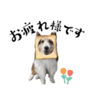 看板犬コタロー3（個別スタンプ：2）