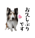 看板犬コタロー3（個別スタンプ：5）