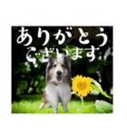 看板犬コタロー3（個別スタンプ：9）