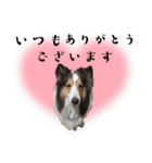 看板犬コタロー3（個別スタンプ：10）