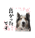 看板犬コタロー3（個別スタンプ：13）