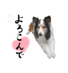 看板犬コタロー3（個別スタンプ：31）