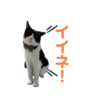 ハチワレと黒猫③（個別スタンプ：1）