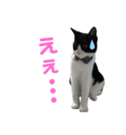 ハチワレと黒猫③（個別スタンプ：2）
