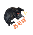 ハチワレと黒猫③（個別スタンプ：3）