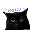 ハチワレと黒猫③（個別スタンプ：8）