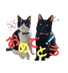 ハチワレと黒猫③（個別スタンプ：10）
