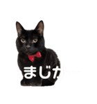 ハチワレと黒猫③（個別スタンプ：11）