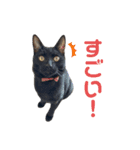 ハチワレと黒猫③（個別スタンプ：12）