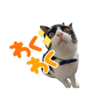 ハチワレと黒猫③（個別スタンプ：13）