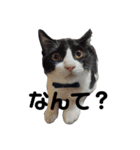 ハチワレと黒猫③（個別スタンプ：14）
